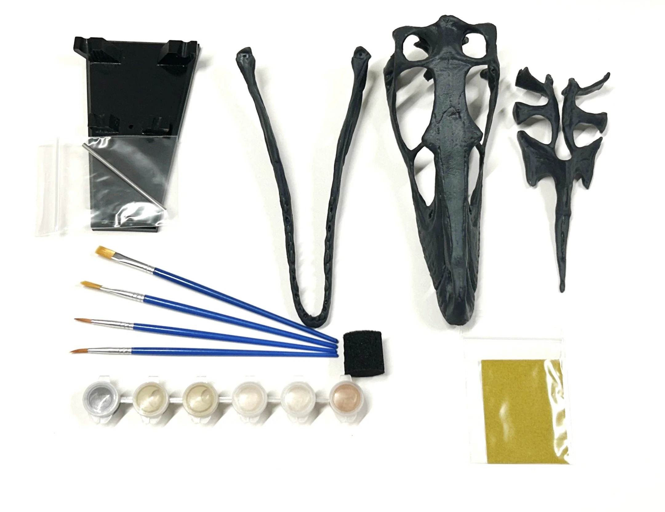 Velociraptor mongoliensis  scientific model dinosaur  skull paintable