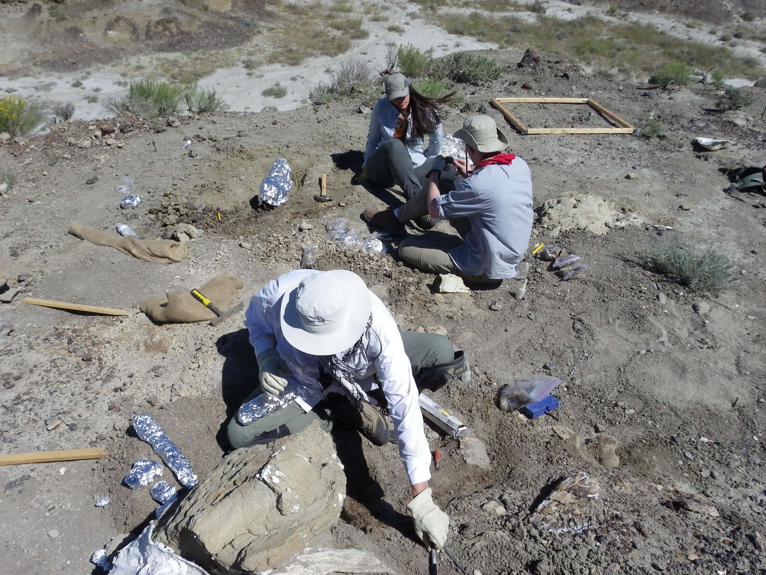 2015 Dinosaur Dig Season