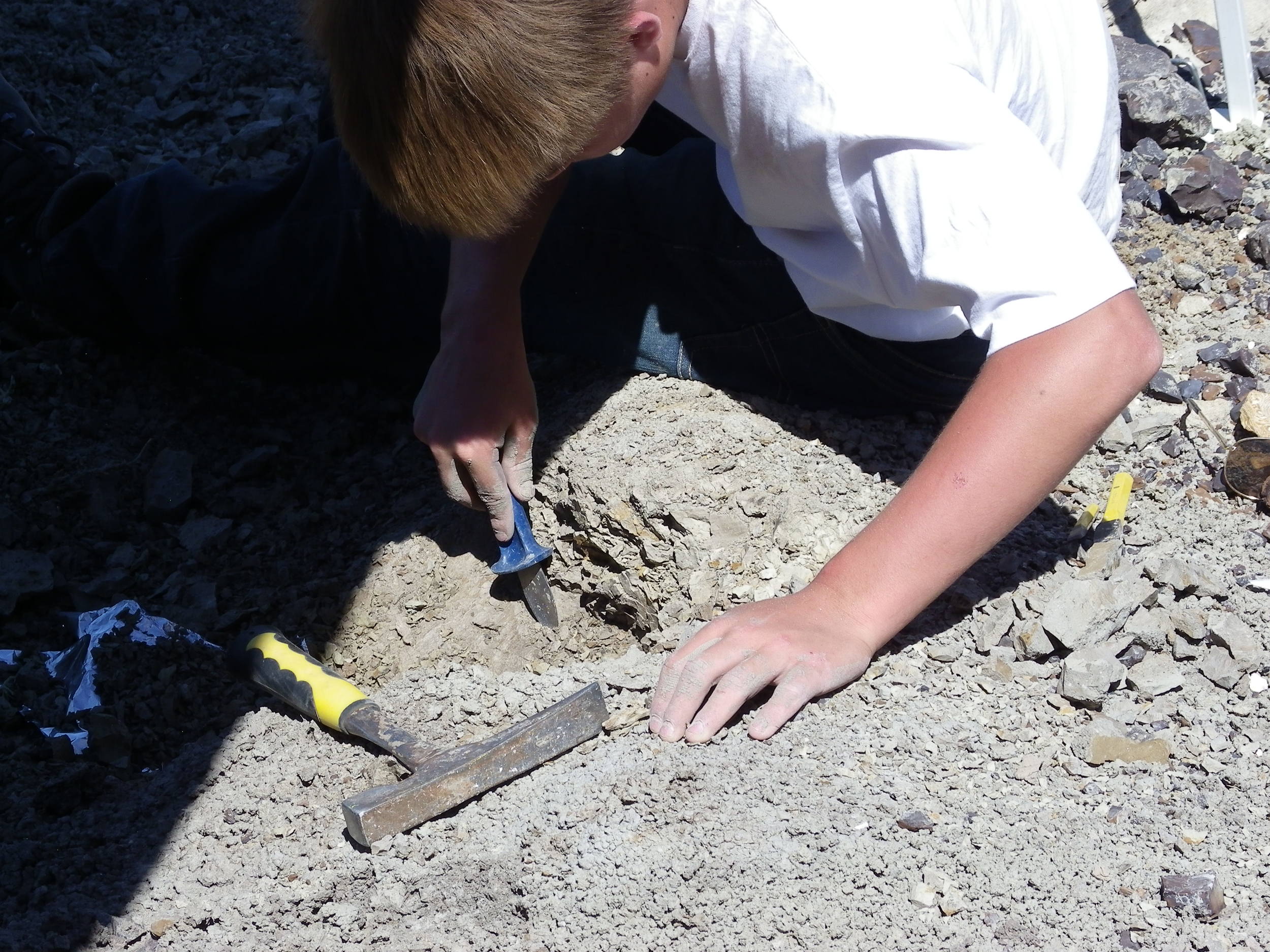 2015 Dinosaur Dig Season