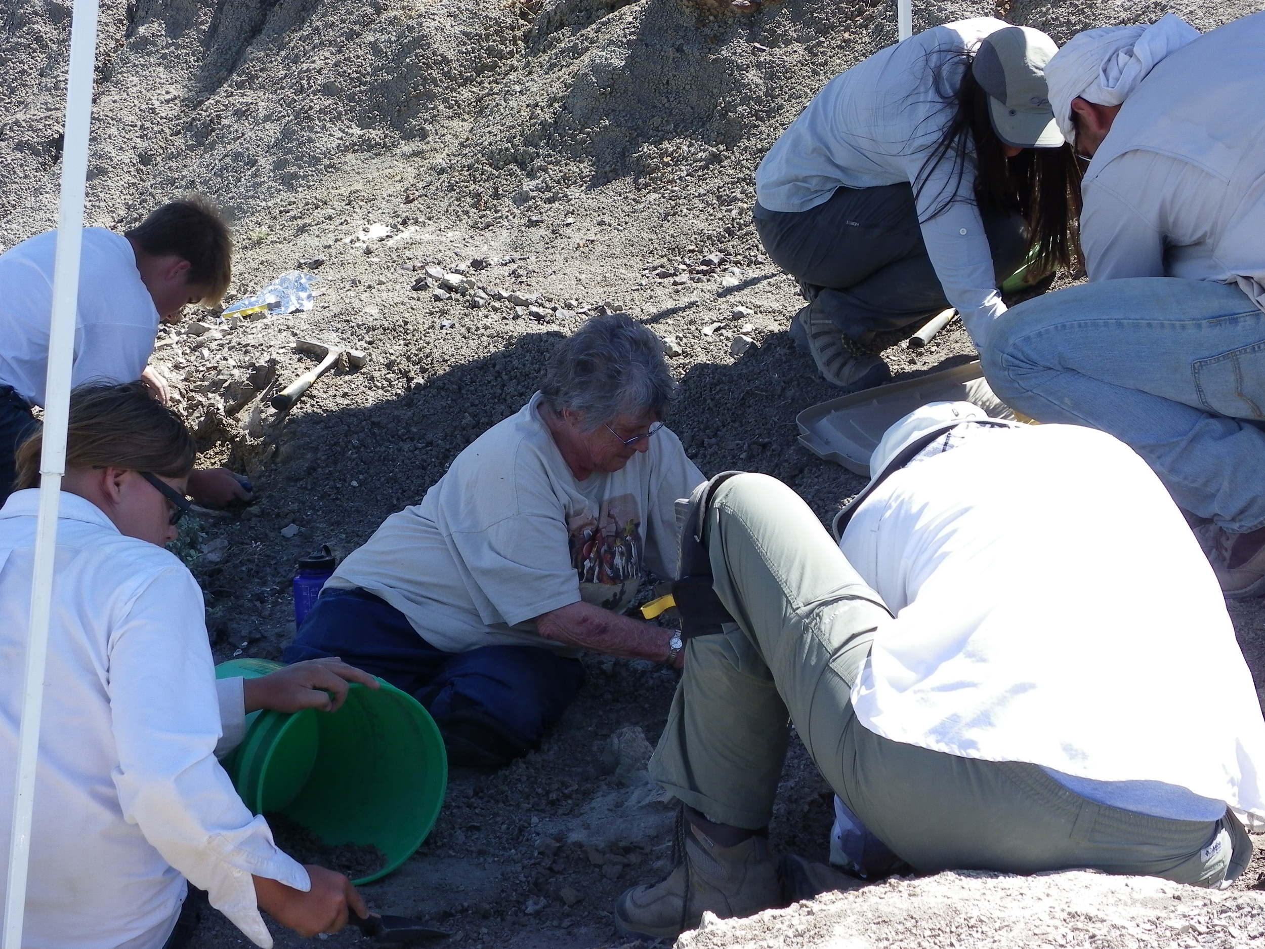 2015 Dinosaur Dig Season