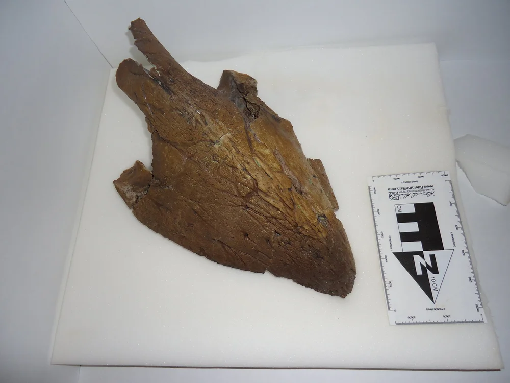 Triceratops Lower Beak — Hell Creek Fossils