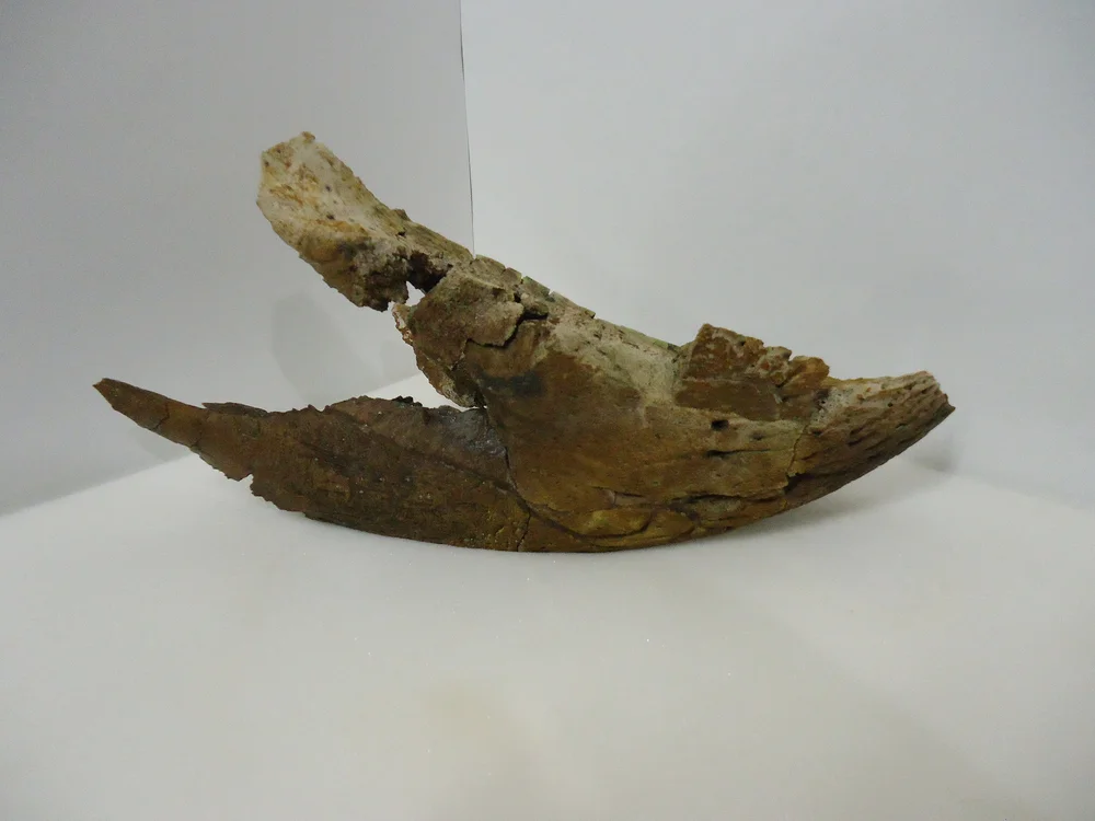 Triceratops Lower Beak — Hell Creek Fossils