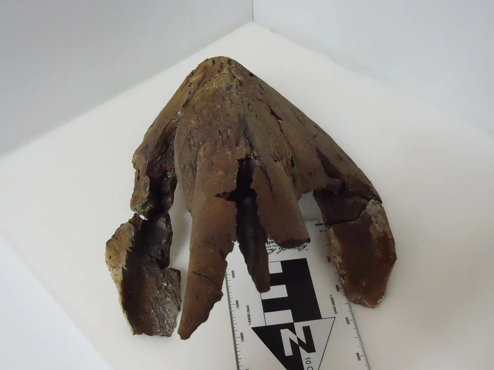 Triceratops Lower Beak — Hell Creek Fossils