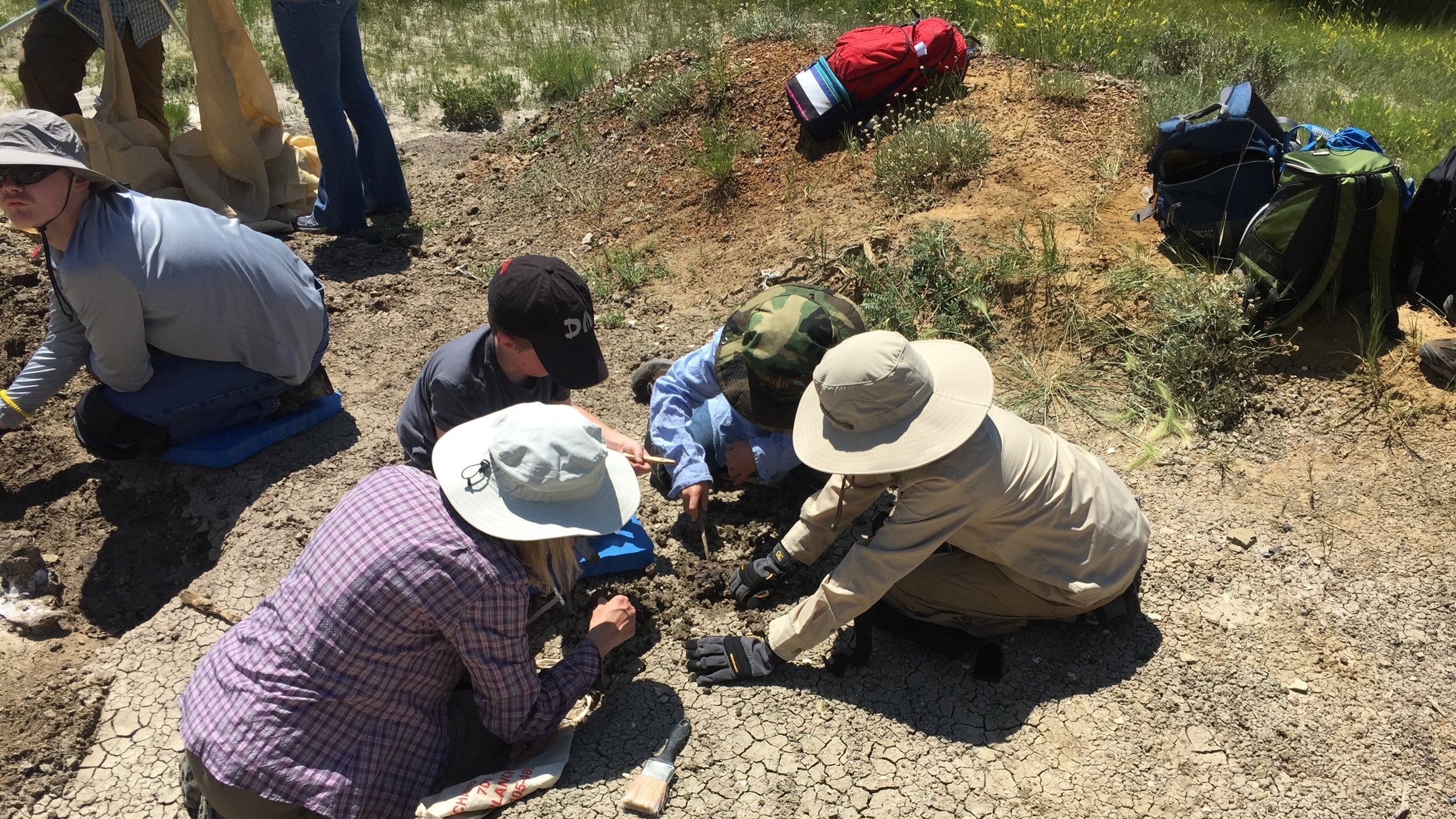 2019 Dinosaur Dig Season