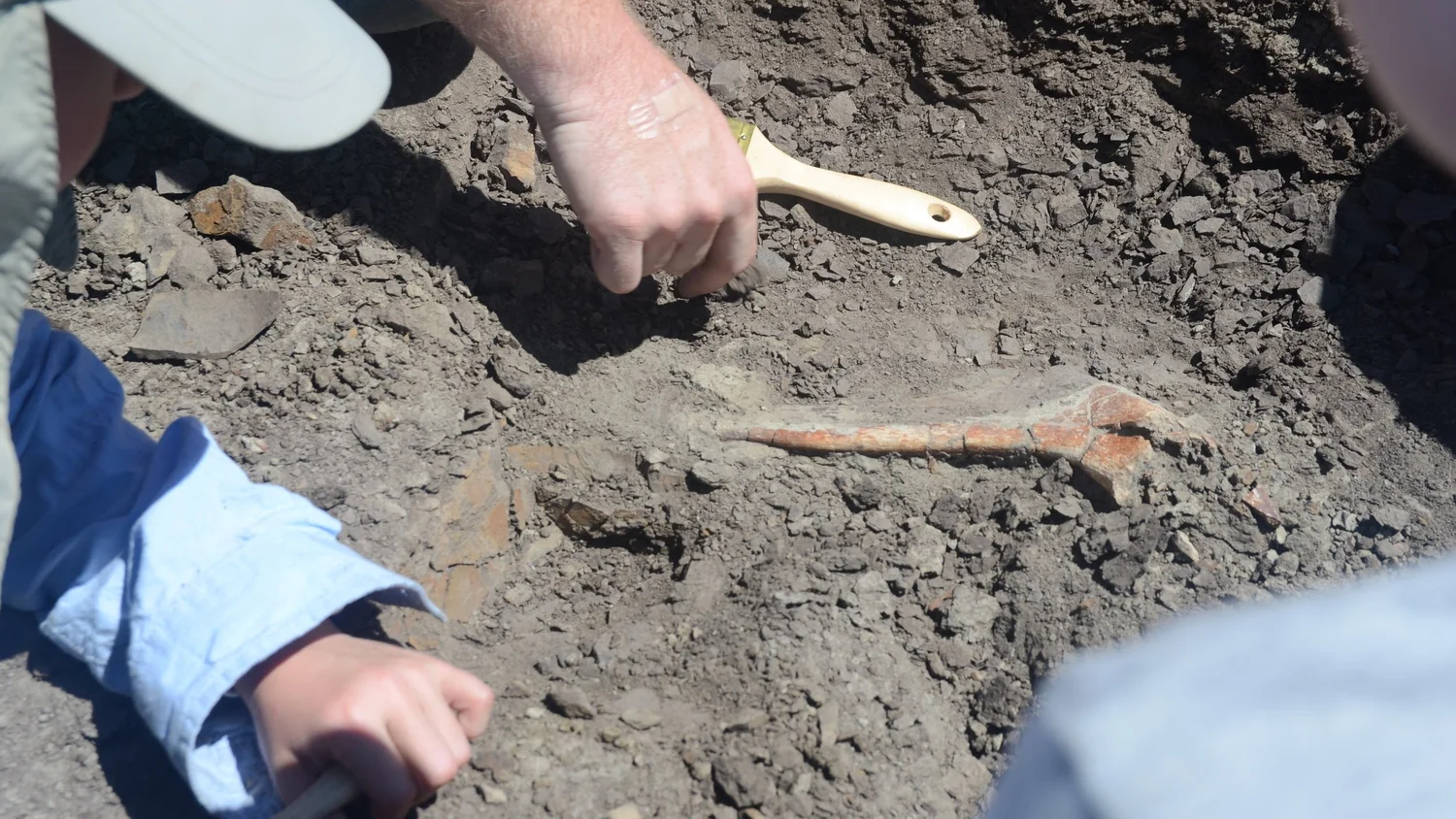 2019 Dinosaur Dig