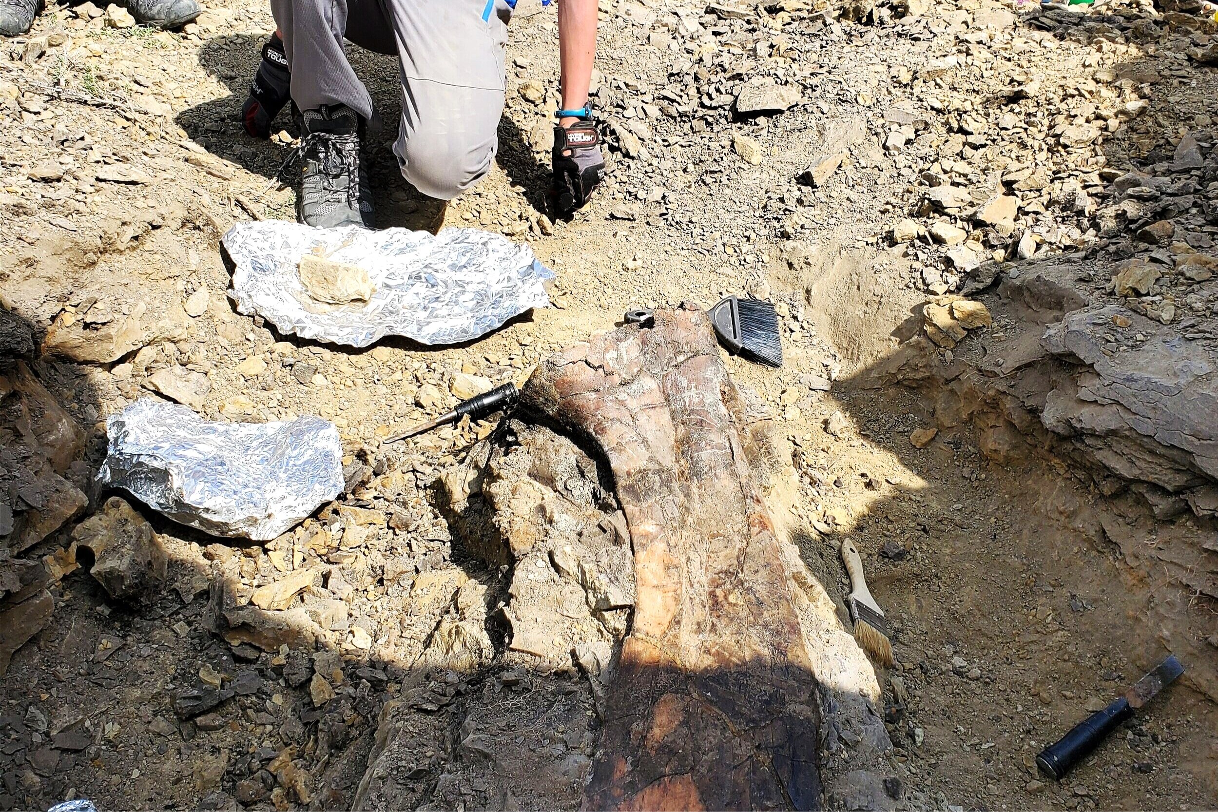Dinosaur Bone, Hadrosaur Scapula 