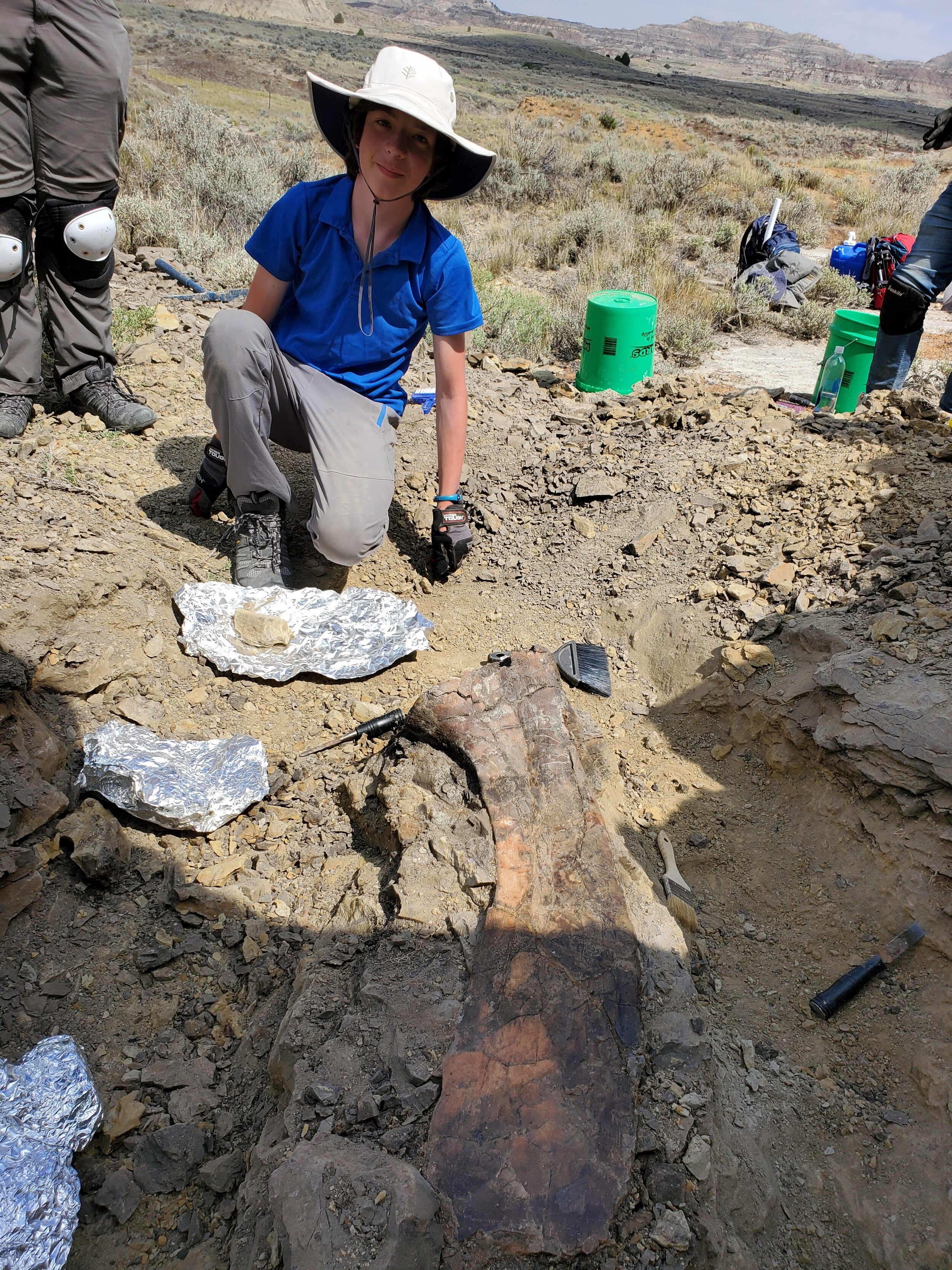 Digging up dinosaur bones, Hadrosaur scapula 