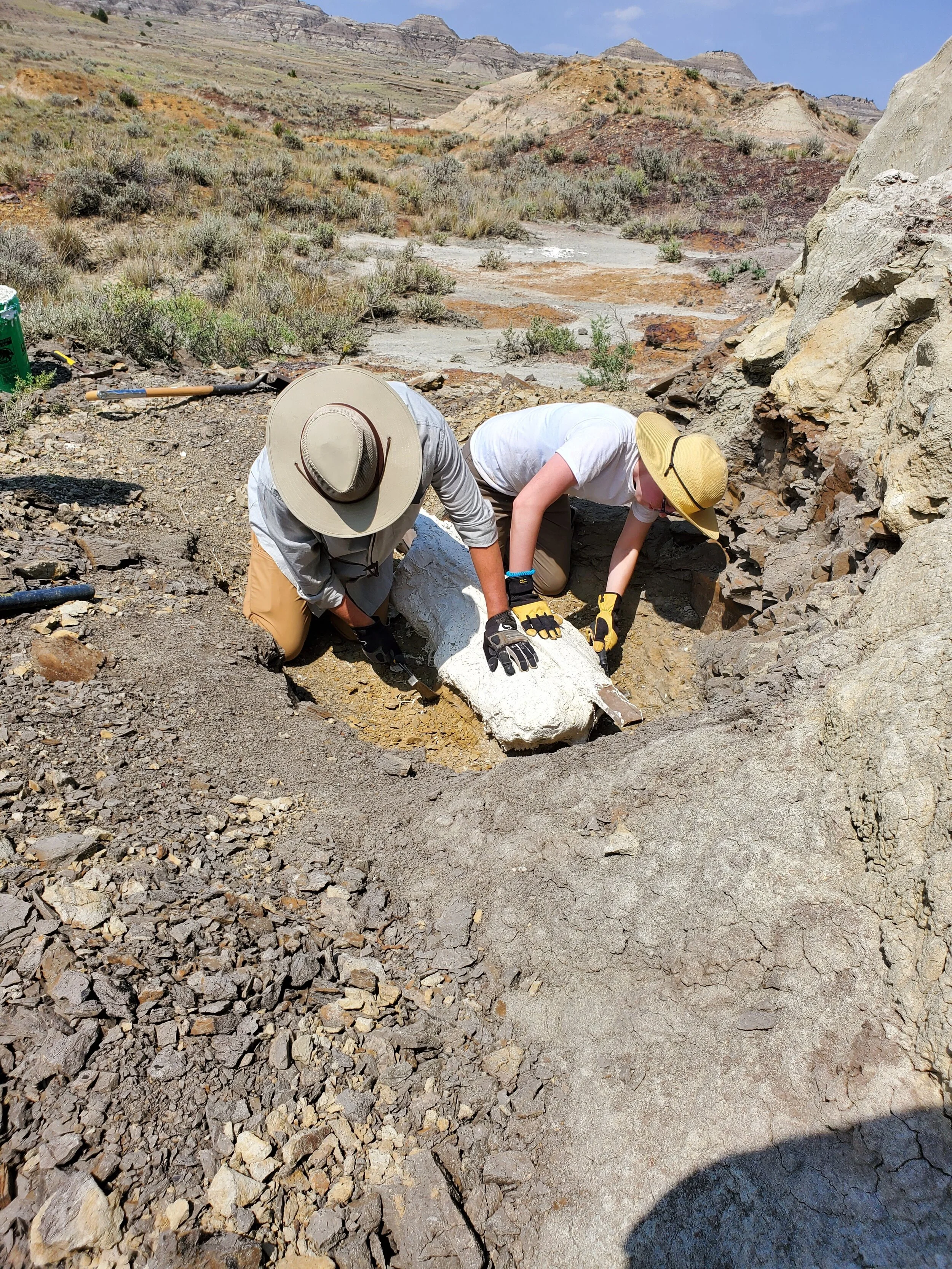 Dinosaur Dig Photo Gallery — Hell Creek Fossils