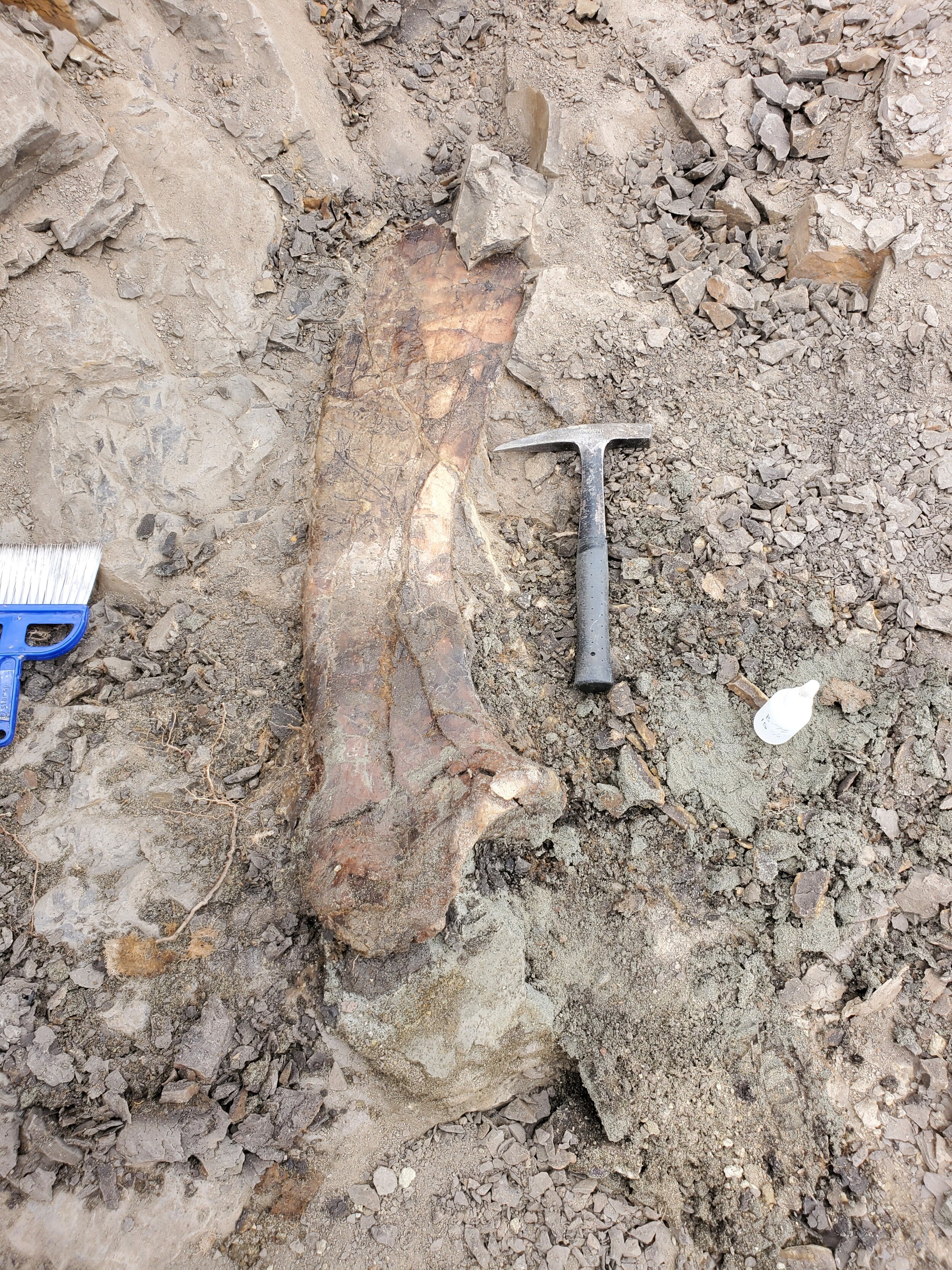 Dig up dinosaur bones and other fossils with Hell Creek Fossils, hardosaur scapula