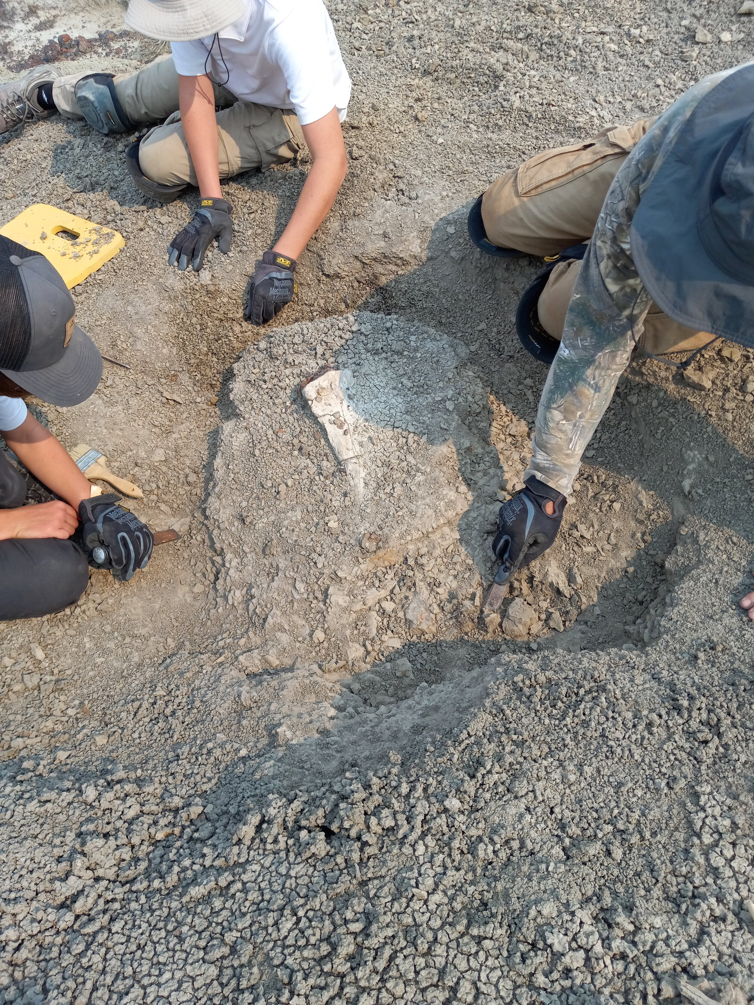 Digging up Dinosaur Bones with Hell Creek Fossils LLC