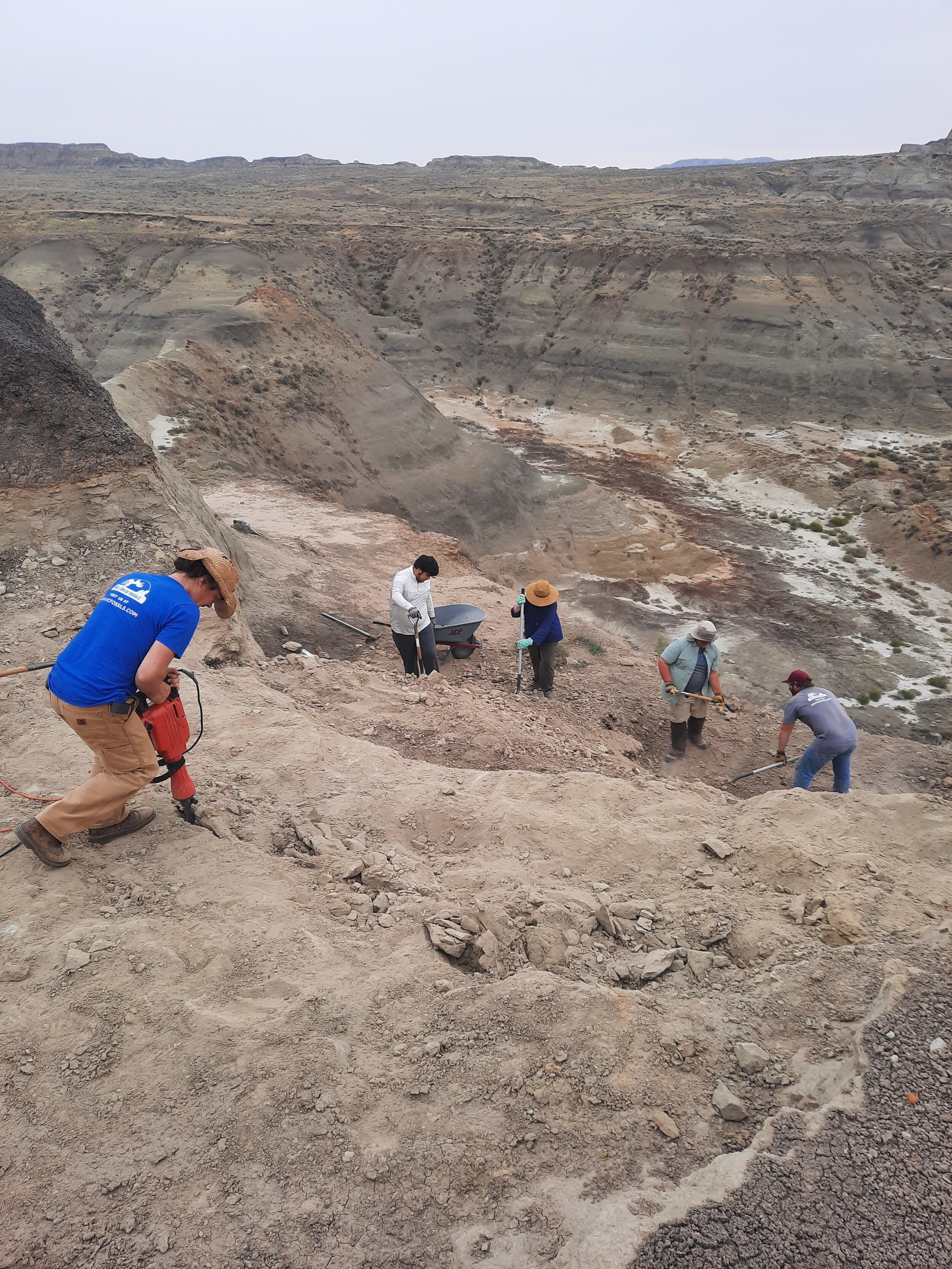 Dig up dinosaur bones and other fossils with Hell Creek Fossils