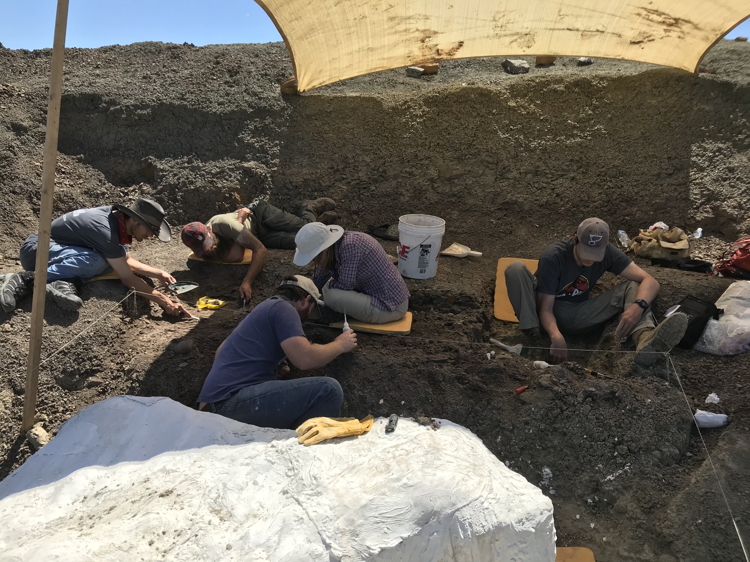 Public Dinosaur Digs, Dig up dinosaur bones and other fossils with Hell Creek Fossils