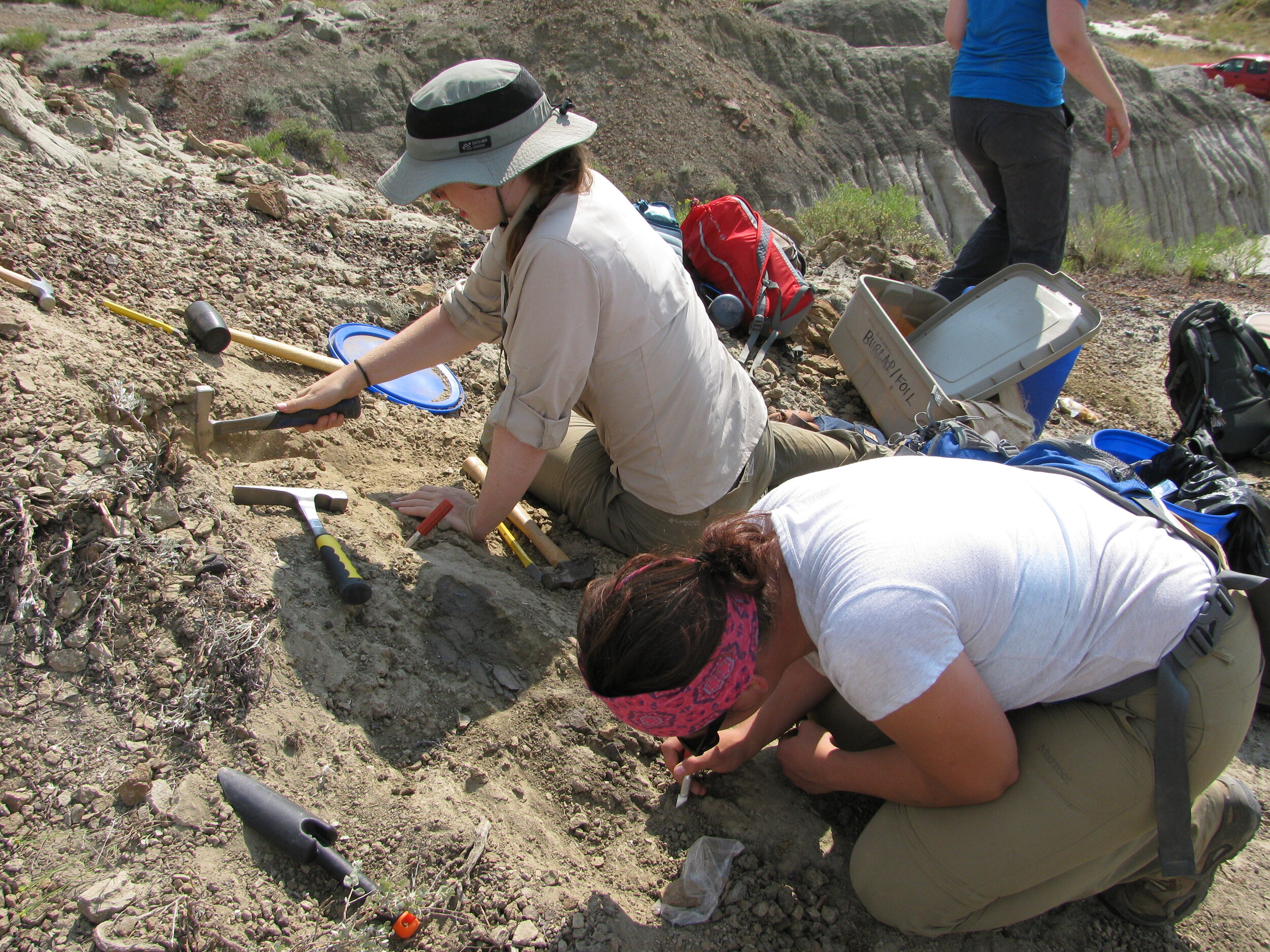 Students on a public dinosaur dig in the Hell Creek Formation