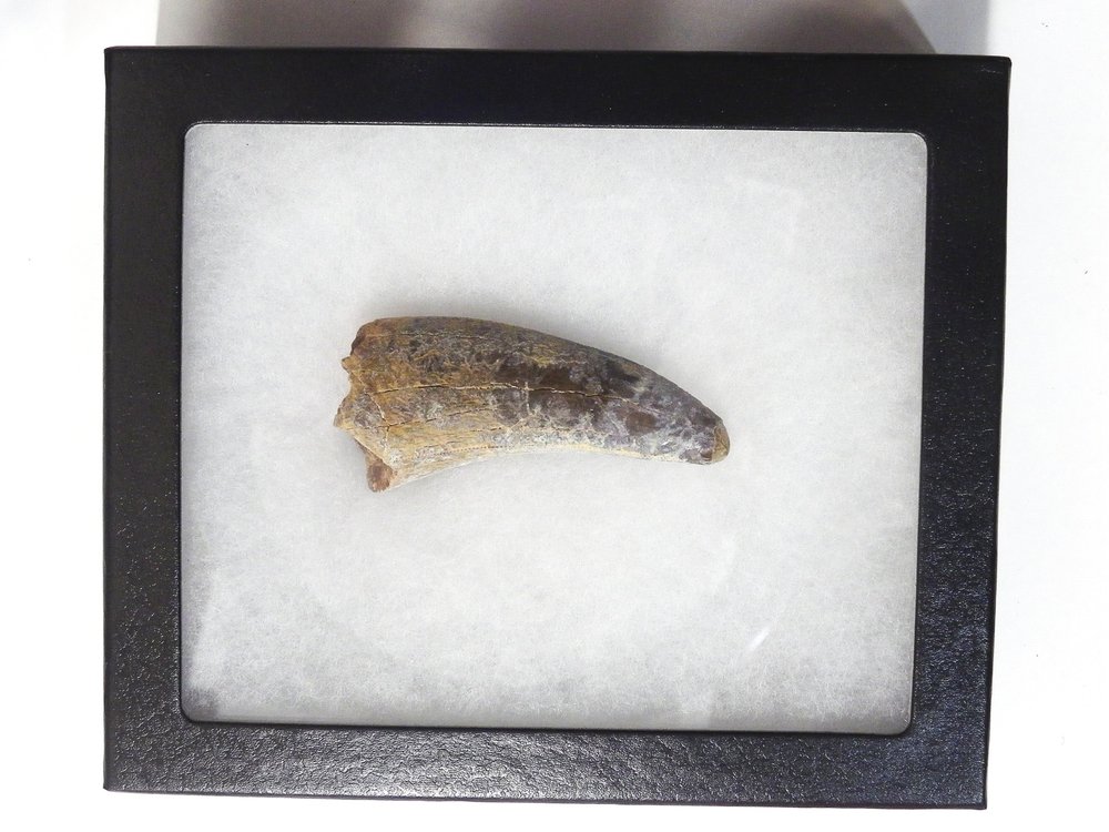 Nicely Preserved Rare 0.66 Inch Leptoceratops gracilis Dinosaur Tooth Lance  Creek Fm Montana –