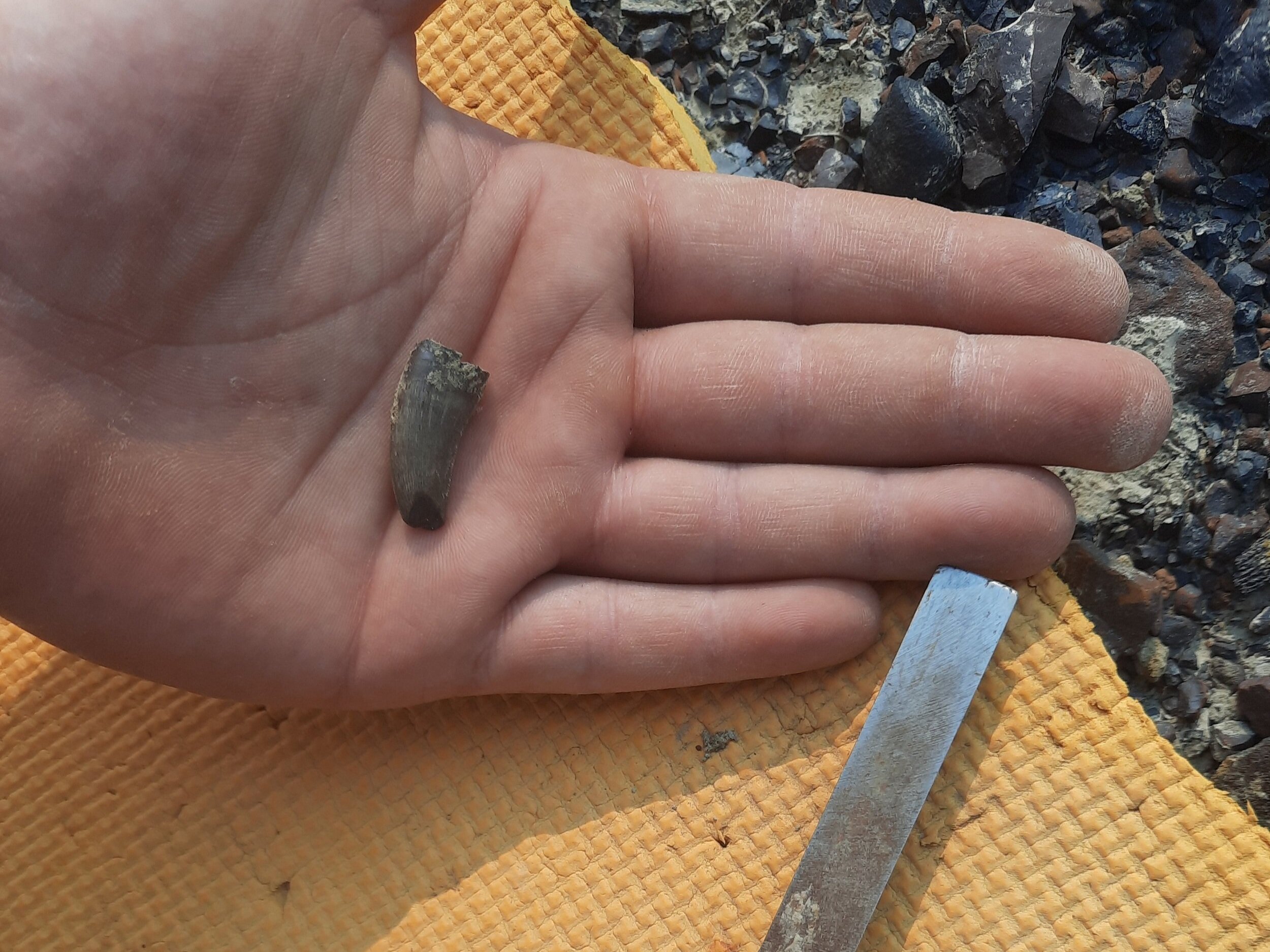 T. rex Tooth, Tyranosaurus rex tooth, Dig up dinosaur bones and other fossils with Hell Creek Fossils