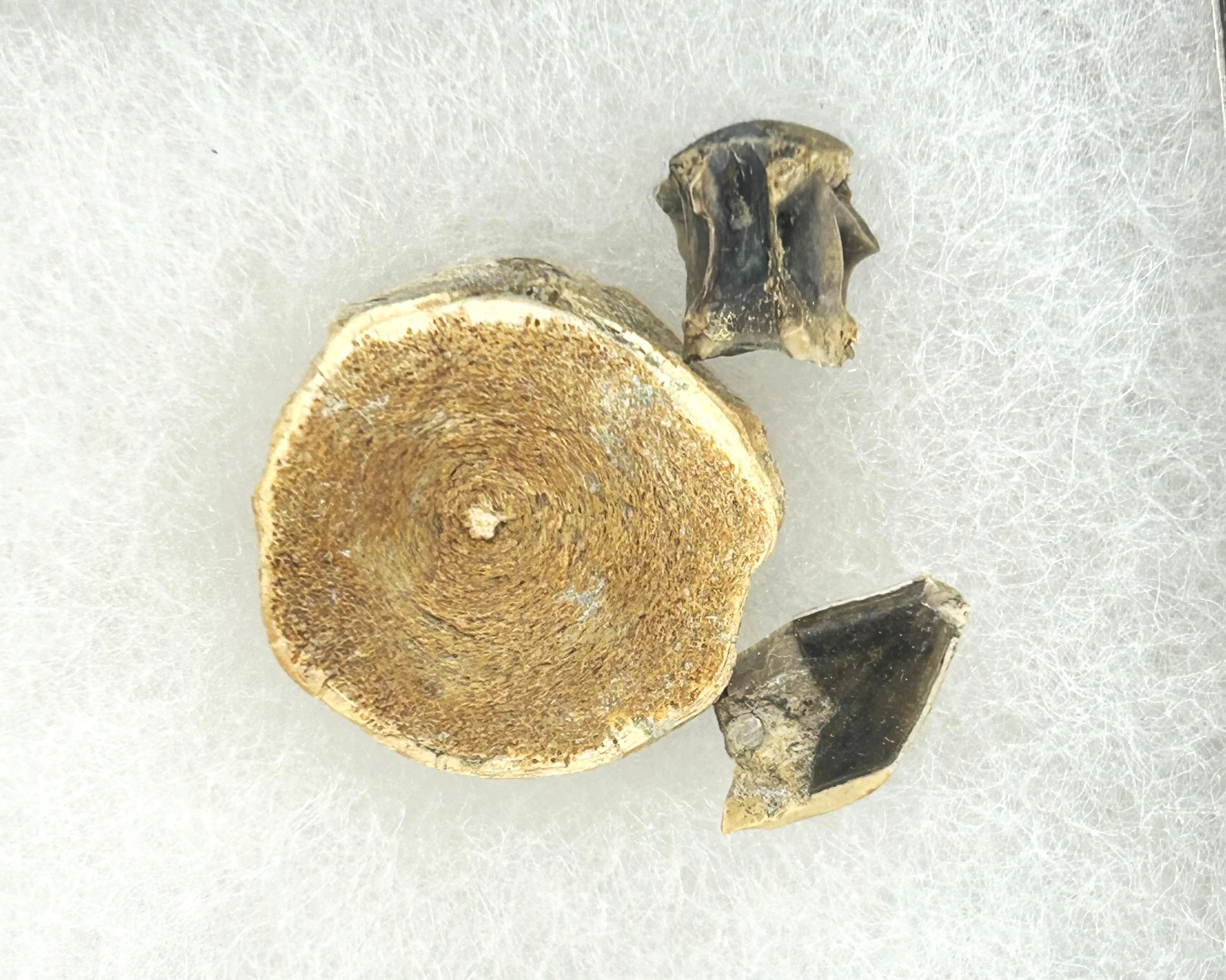 Fish fossils from the late Cretaceous Hell Creek Formation of North Dakota