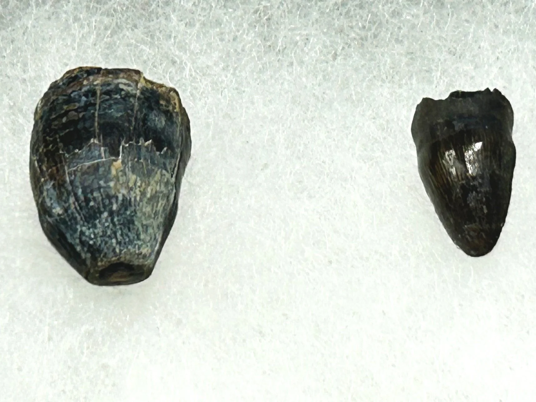 Fossil teeth of a 66 million year old Cretaceous crocodile.
