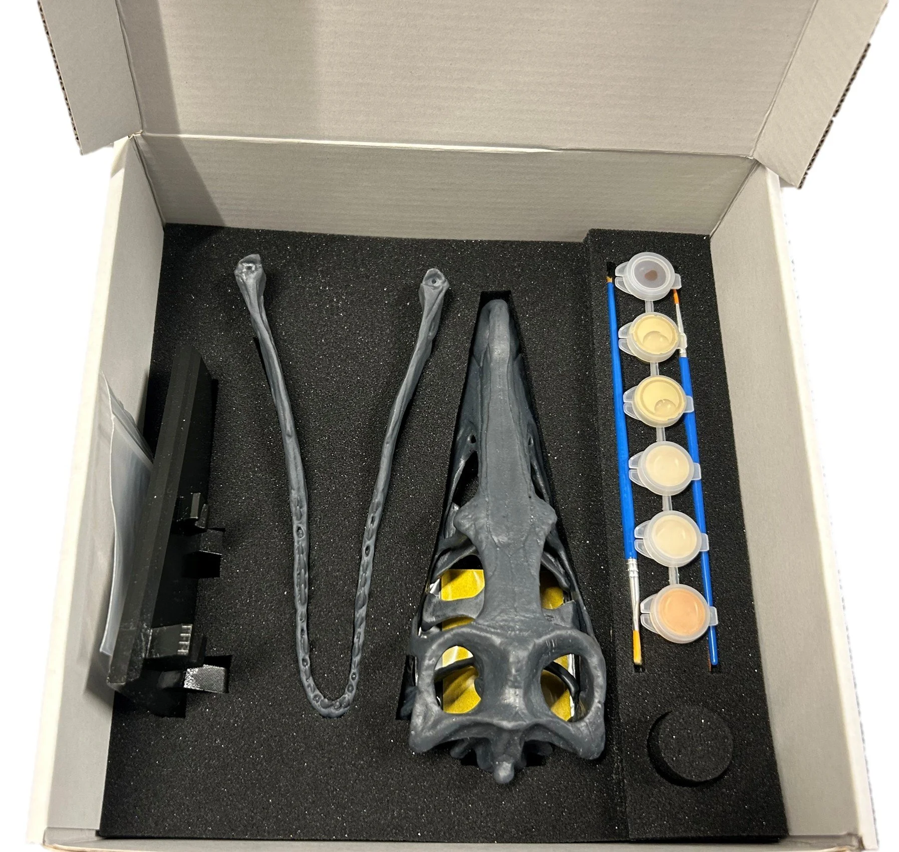 Velociraptor mongoliensis  Skull  (Scientific model by Steve Hoeger)  paint kit