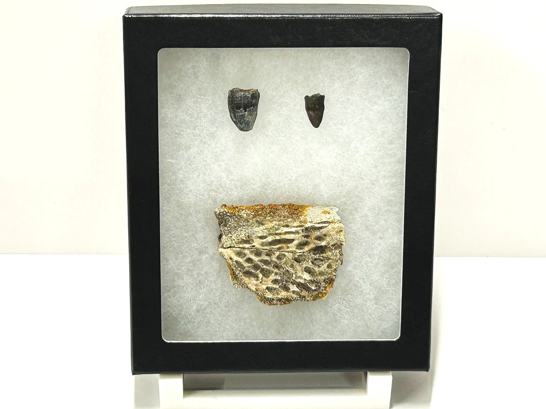 Fossil skull fragment and two completely original teeth of a 66 million year old Cretaceous crocodile.