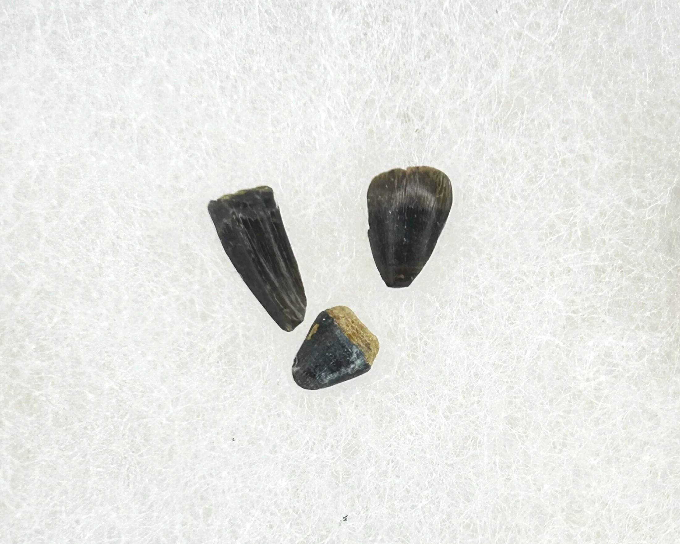 Fossil crocodile teeth from the late Cretaceous Hell Creek Formation of North Dakota
