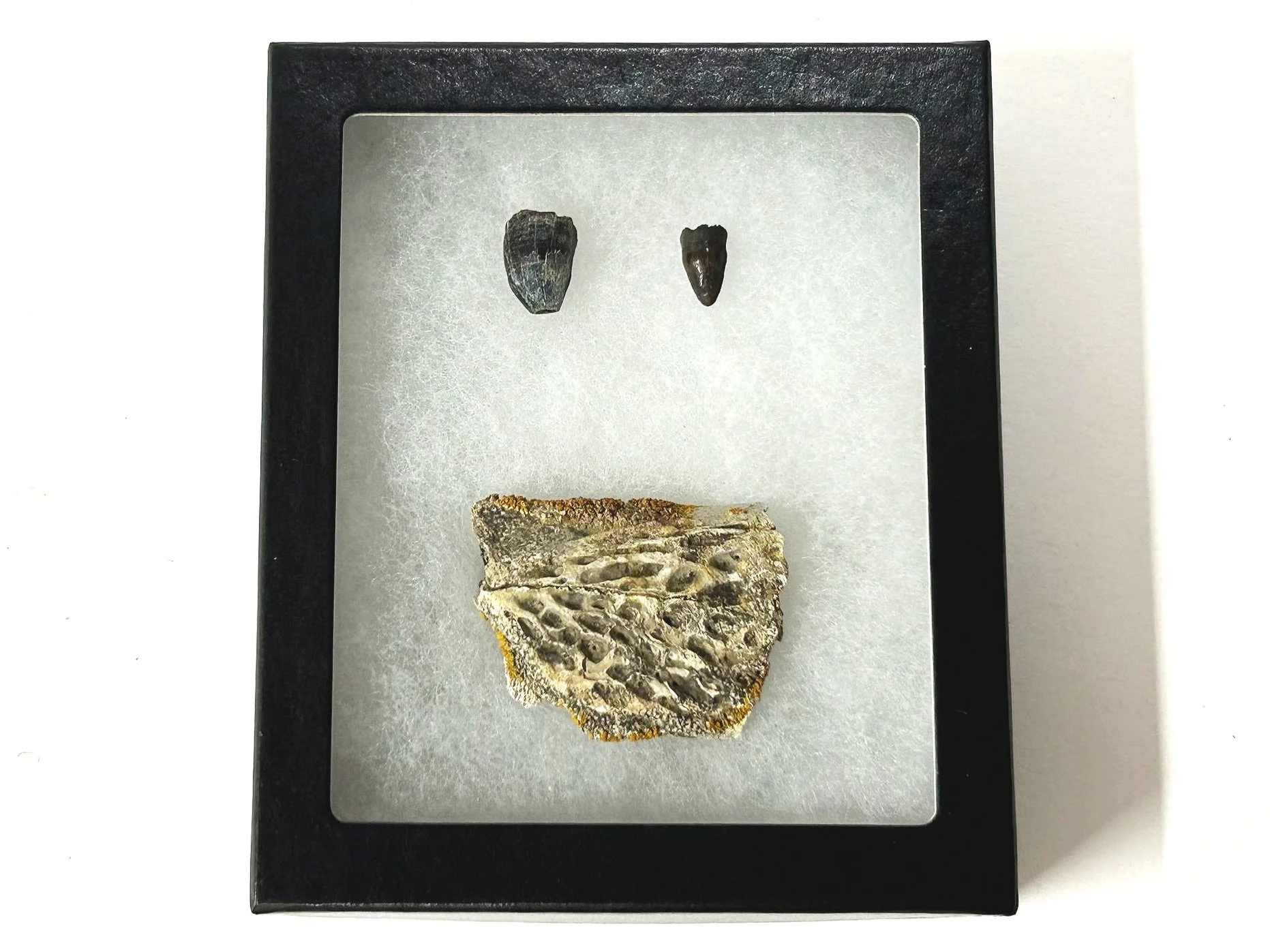 Fossil skull fragment and two completely original teeth of a 66 million year old Cretaceous crocodile.