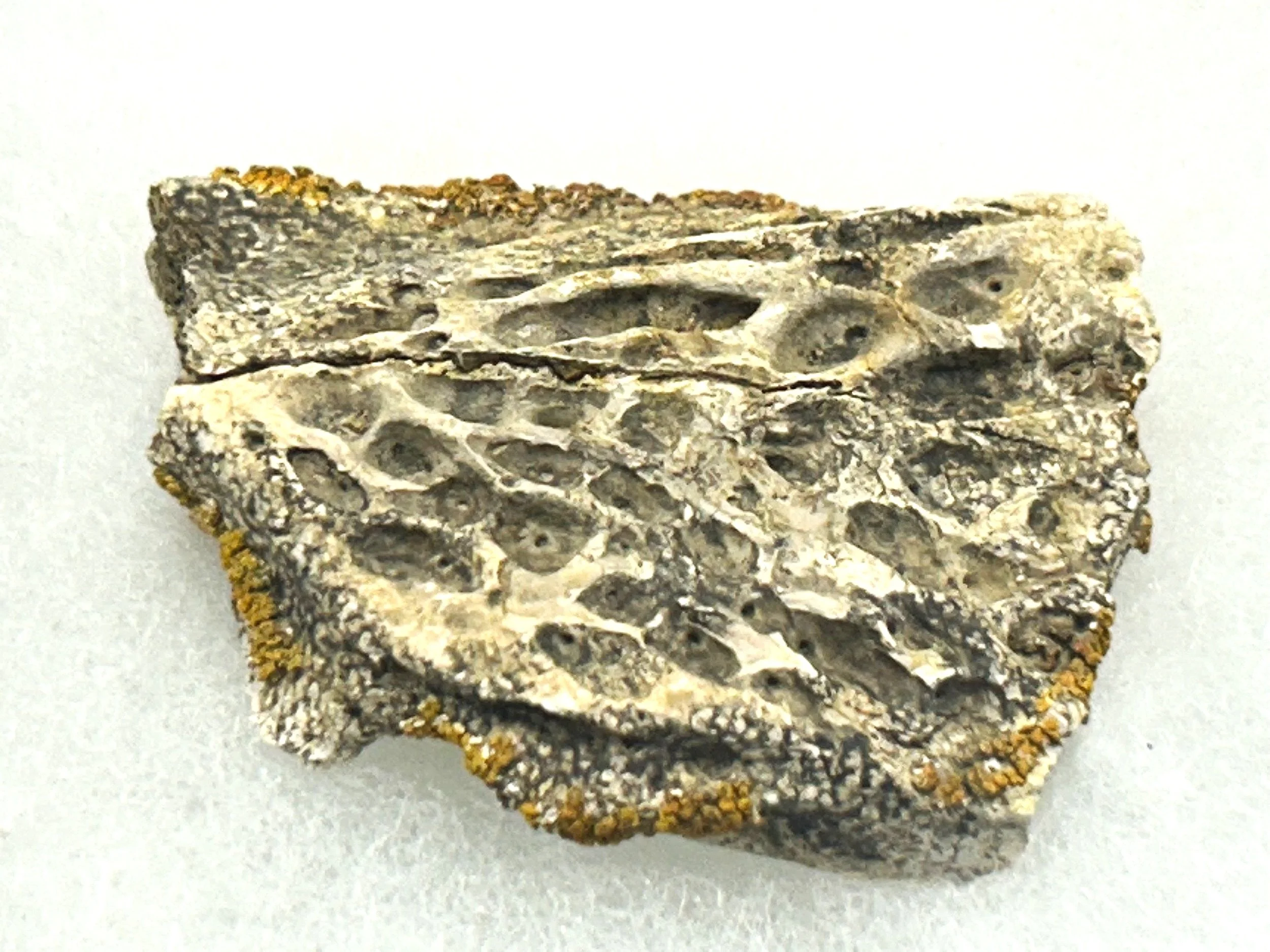 Fossil skull fragment of a 66 million year old Cretaceous crocodile.