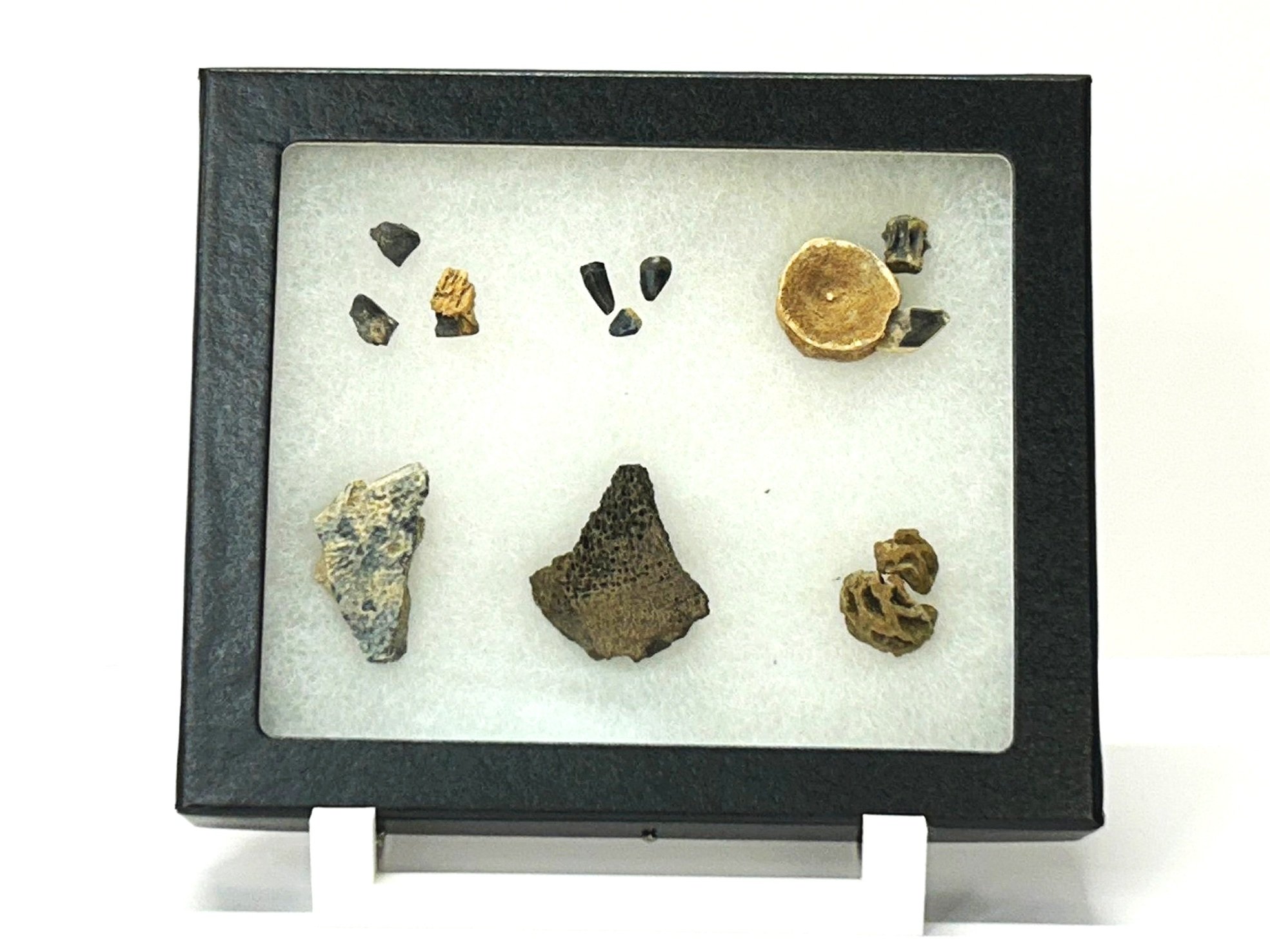 Set includes 3 shed Triceratops teeth, 3 crocodile teeth, fish fossils, a dinosaur bone cut, and other fossils of the late Cretaceous.