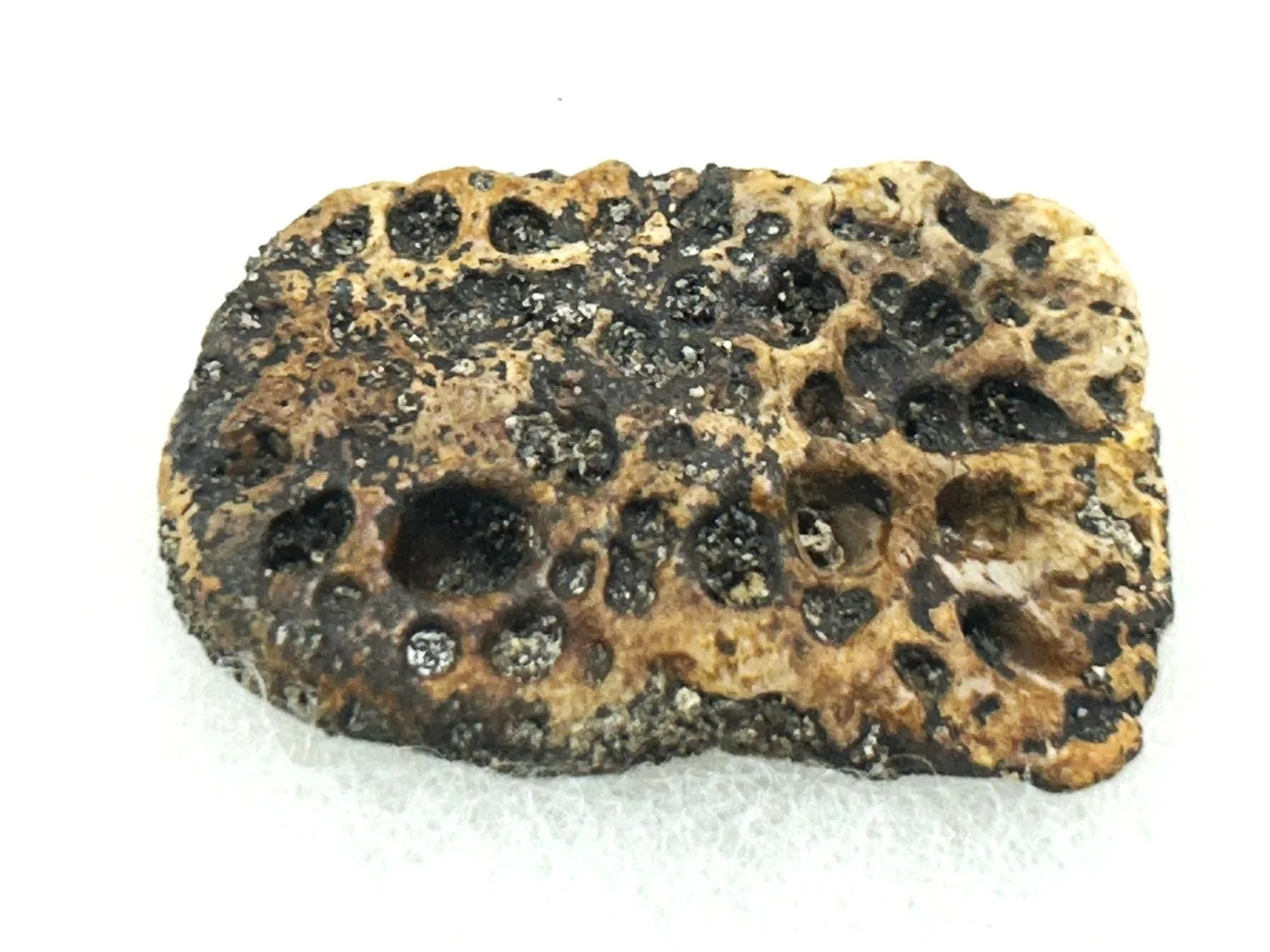A fossil scute or osteoderm of a 66 million year old crocodile from the Late Cretaceous Hell Creek Formation.