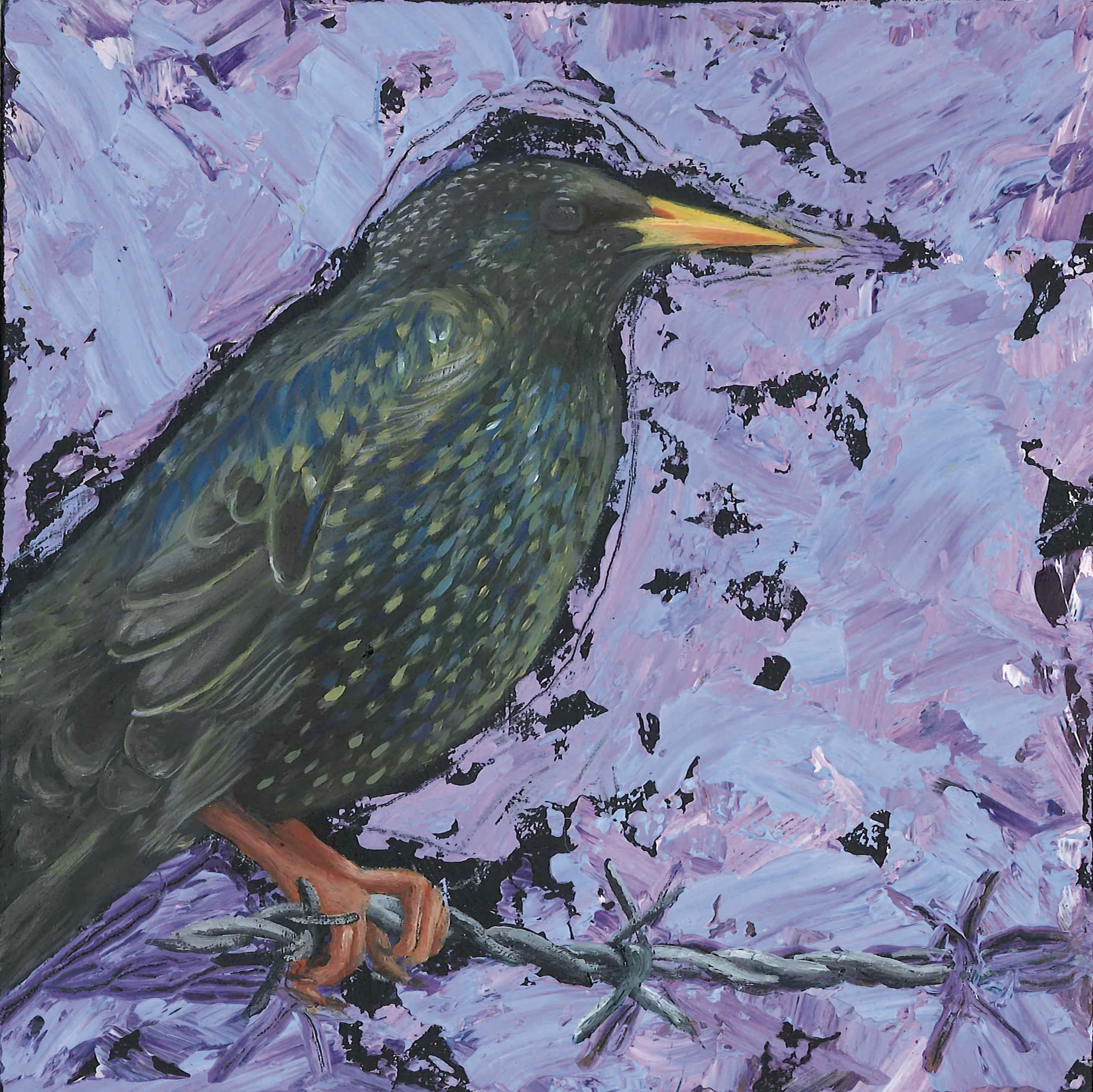 starling.jpg