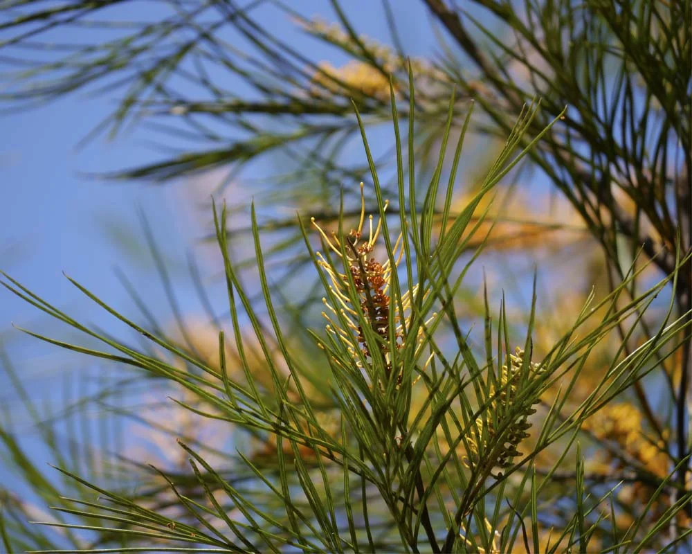 Winter grevilleas.