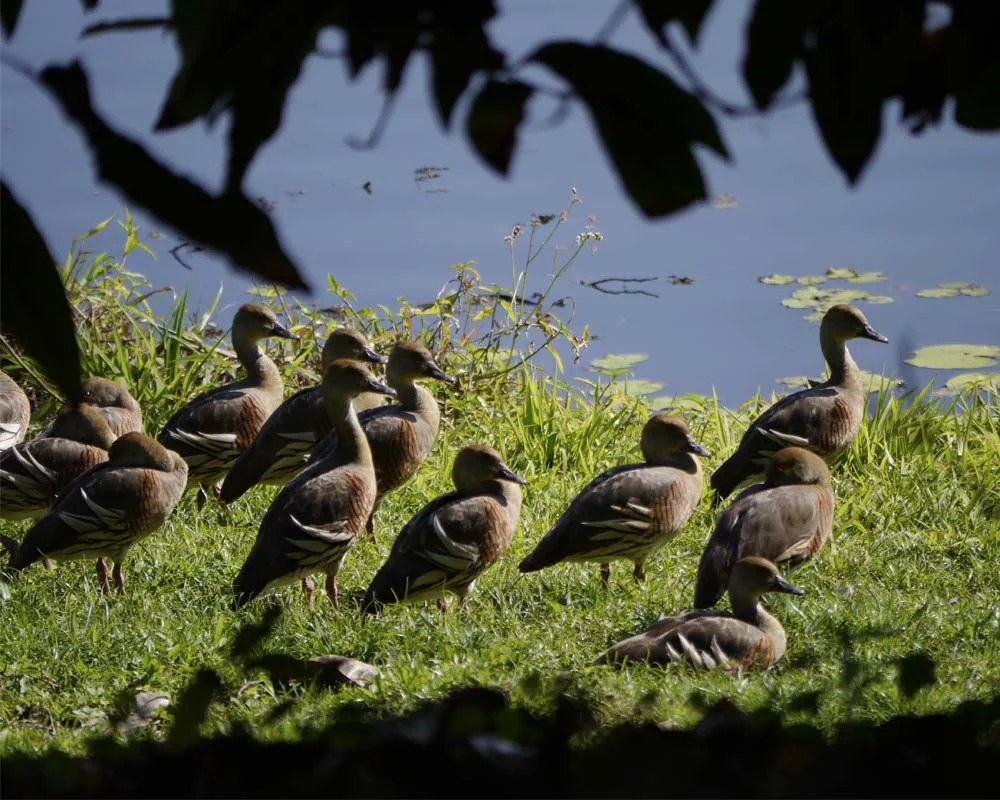 Only west-facing ducks need apply...