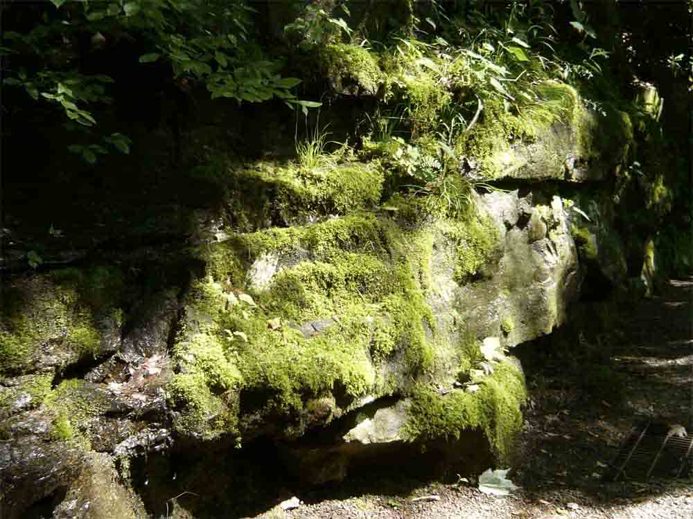 The original 'green wall': moss cascades down a rock face at Fallingwater in Pennsylvania.