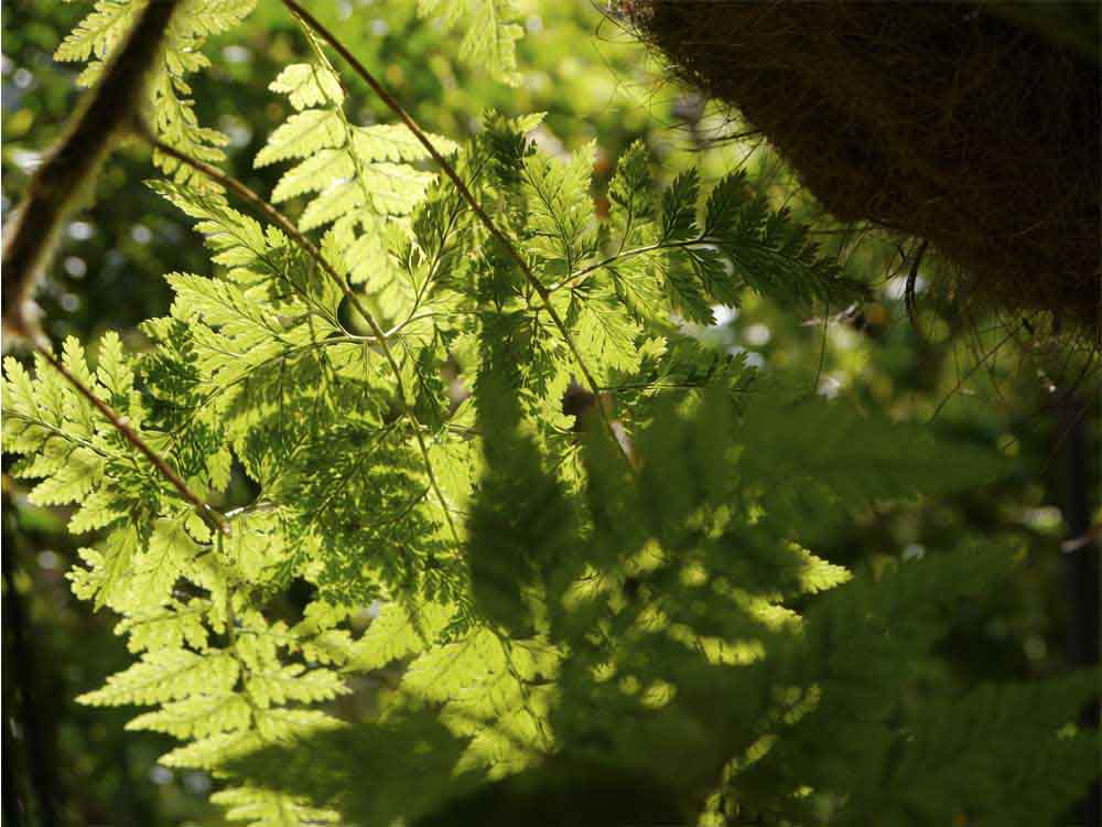 From the delicate fronds of this hanging fern...