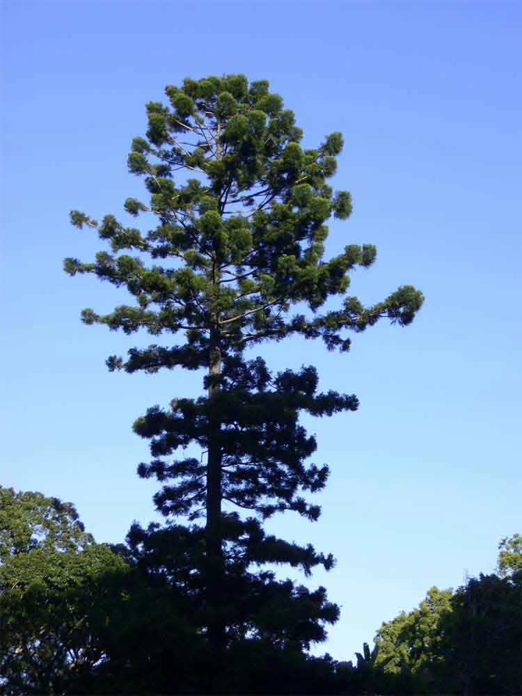 The unmistakable form of the mighty Bunya Pine.