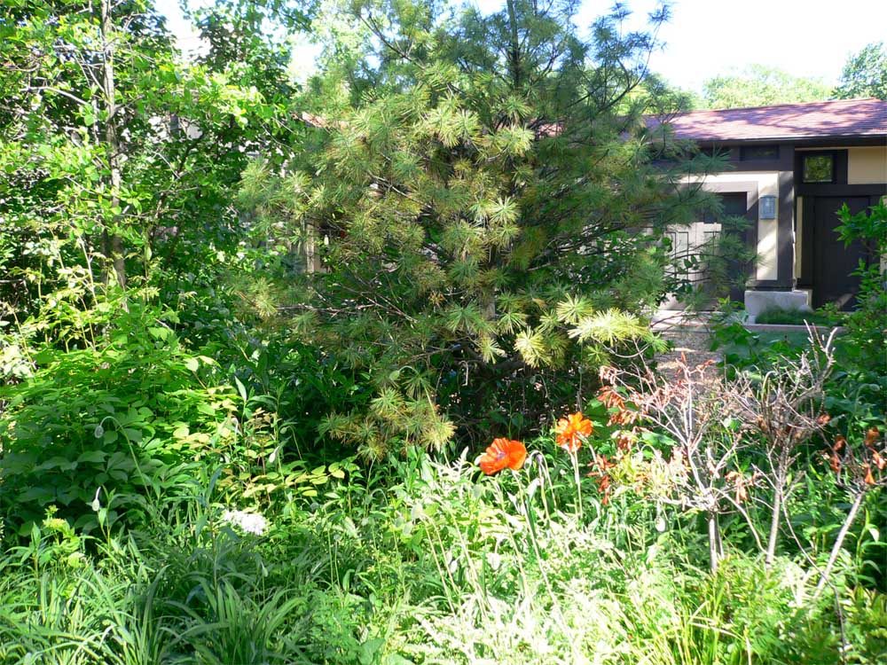 The house sits back from the street, behind richly inviting plantings.