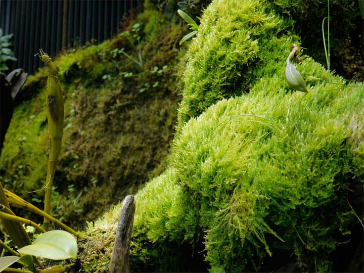  You should by now be aware of my obsession with all things mossy. If I ever met Kate she'd be in trouble...    