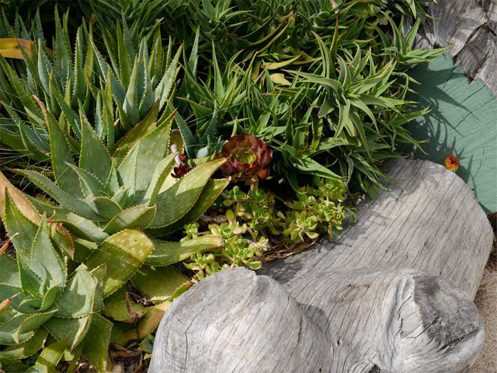  The forms of these succulents create a richly textured living carpet.    