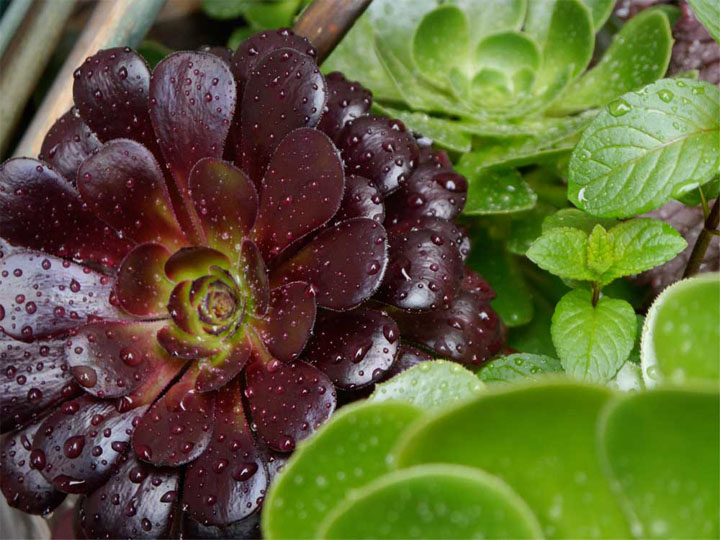 The solid waxy texture of these aeoniums gives them the appearance of living sculptures.