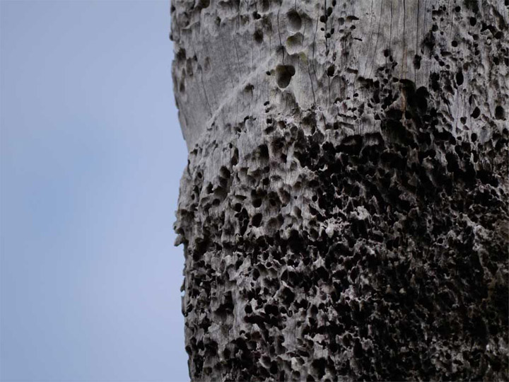 How many things would this old post have seen in its former undersea life?