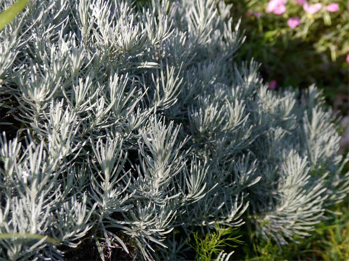  I love plants that look deceptively spiky but have sneakily soft foliage.    