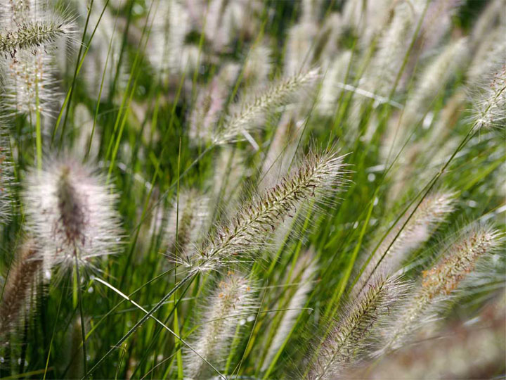  Doesn't the sun kissing the windswept pennisetum make you want to get your cambric shift on and go all Kate Bush?    