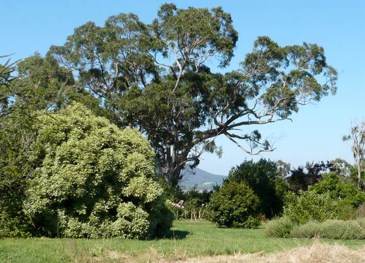 Big ass trees: the city gardener's dream.