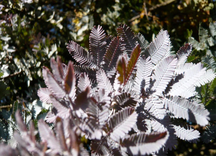 Texture can be the star of any garden...