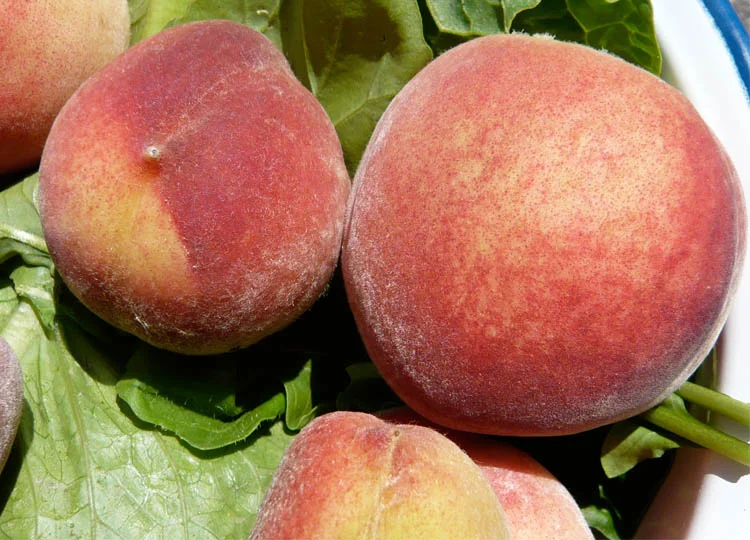 If this isn't enough to make a Queensland girl go ga-ga I don't know what is. Fresh-picked peaches! Stone fruit! Heaven...