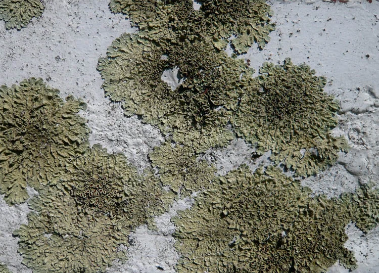 I'm lichen it. The patina of weathered surfaces...garden art available to everyone for free.