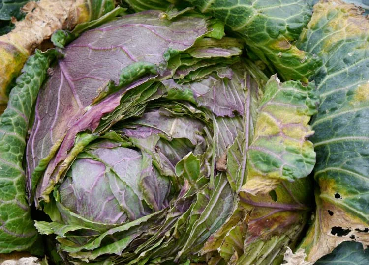 Possibly the most beautiful cabbage I've ever seen.