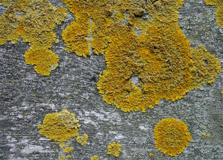 A lichen shot - quelle surprise! At least I'm consistent.