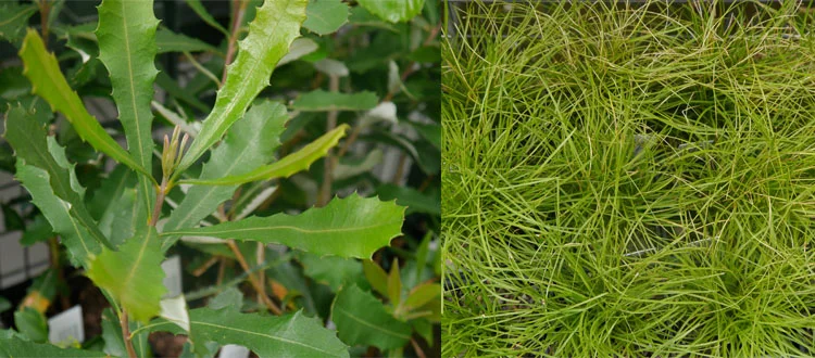 Banksia integrifolia and Lomandra confertifolia in the 'free plants' section.