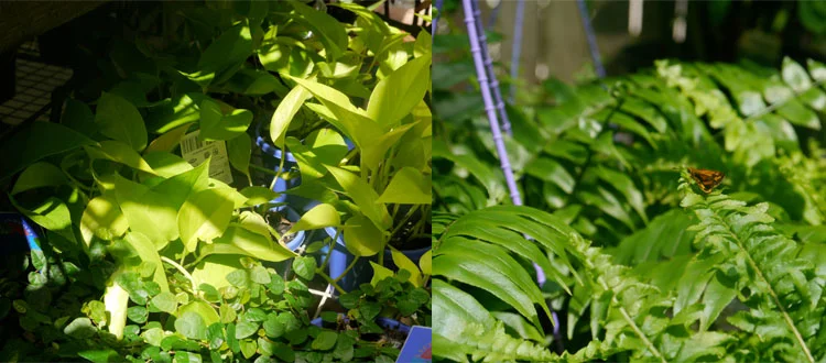 Pothos 'Goldilocks' and a friendly visitor in the shade-lovers area...naturally the only time the sun came out!