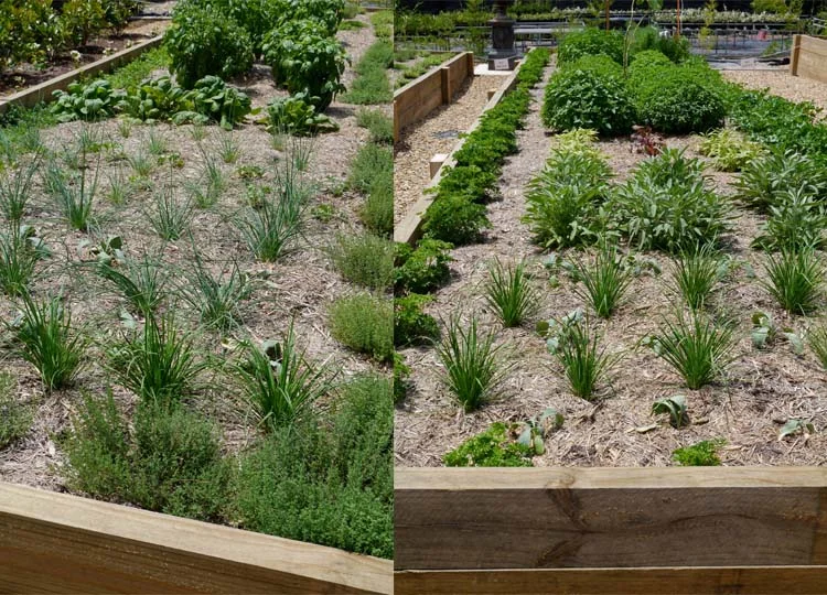 The varied bed plantings.